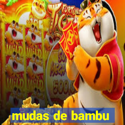 mudas de bambu